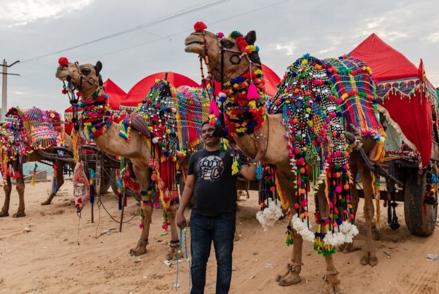camel
