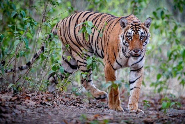 indian-wildlife