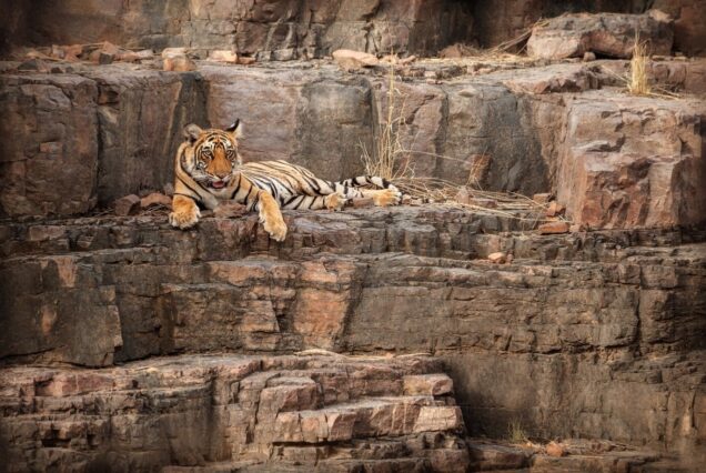 wildlife